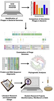 In silico Phage Hunting: Bioinformatics Exercises to Identify and Explore Bacteriophage Genomes